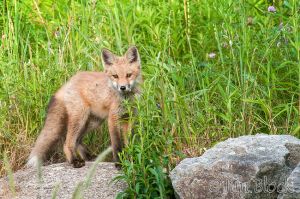 21  DJ449--Red-Fox-in-Field---Pan-(2).jpg